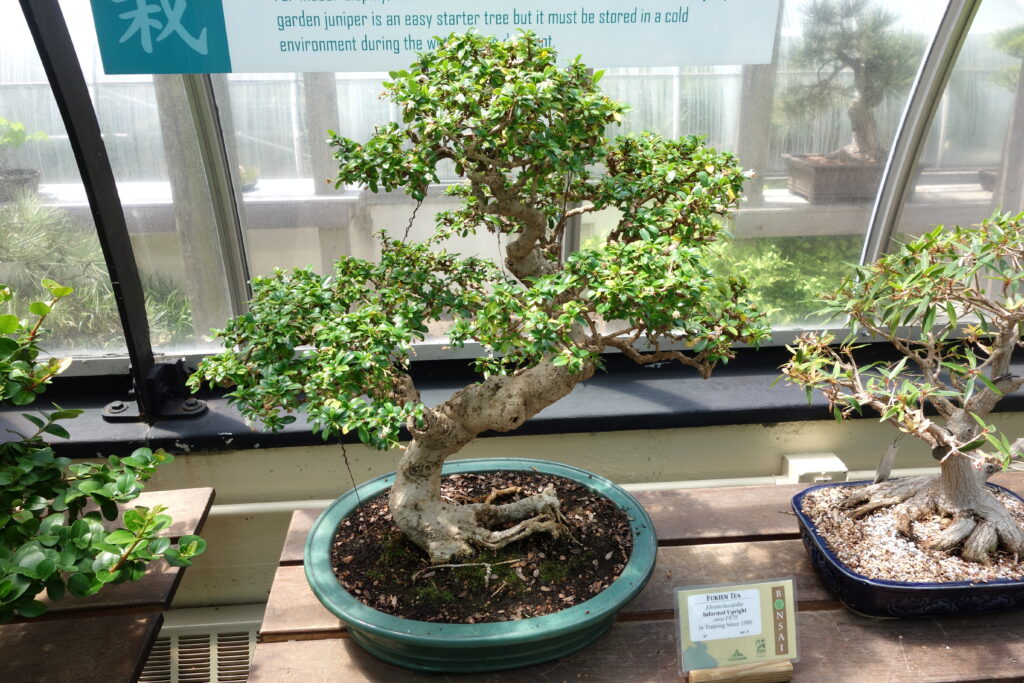 Fukientee (Carmona Microphylla) Bonsai Da 8 Anni, Pianta Vera - 5