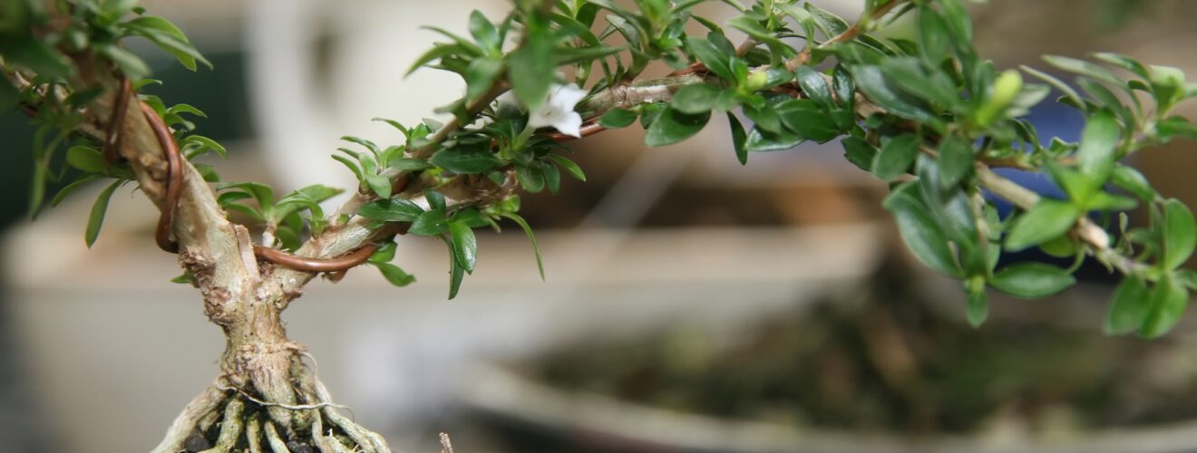 Serissa foetida