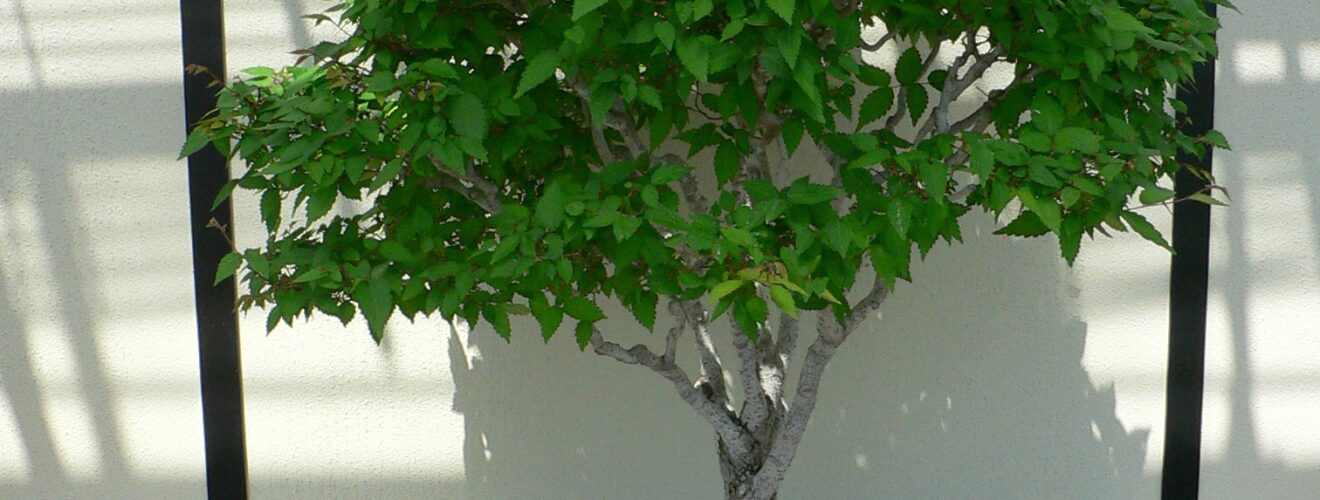 Zelkova_serrata