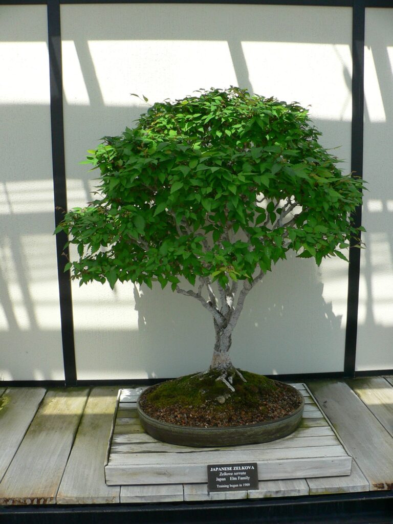 Zelkova serrata (Japanische Ulme)  bonsaipro.de