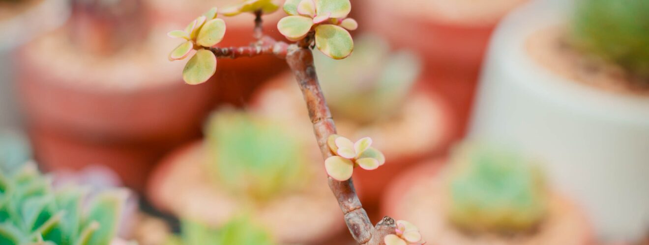 Portulacaria afra (Jadebaum)