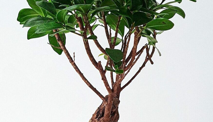 Ficus Bonsai