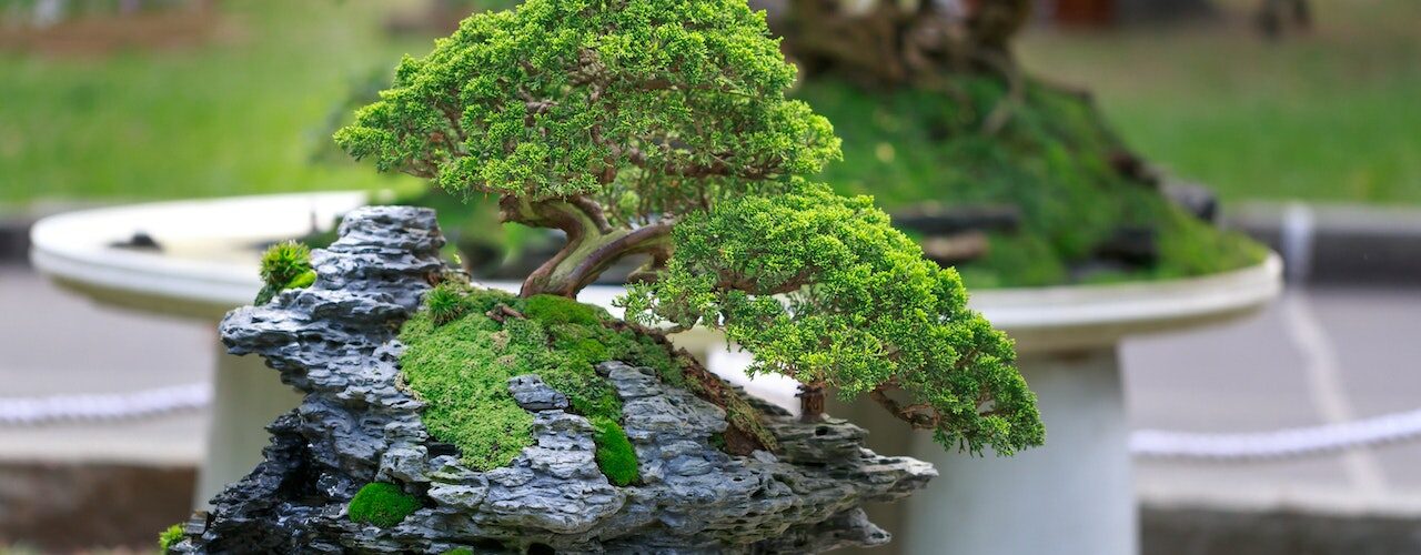 Bonsai_Baum