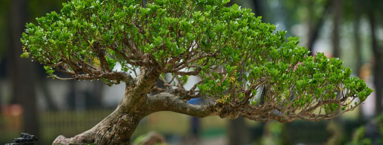 Bonsai_Baum